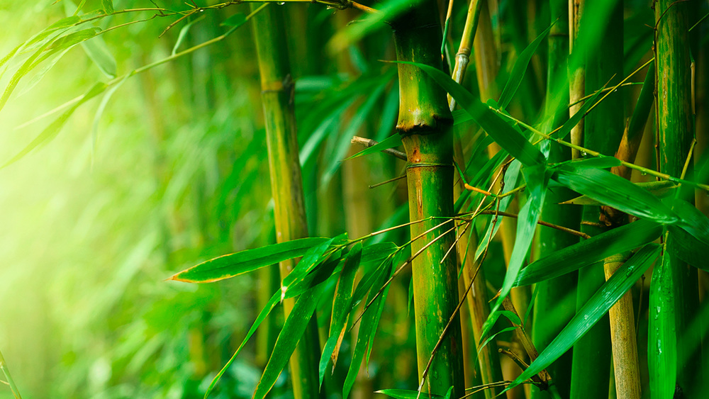 bamboo-back-ground
